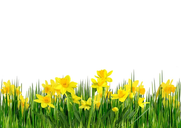Jarní květiny izolovaných na bílém pozadí — Stock fotografie
