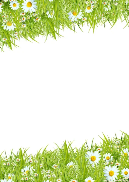 Beyaz camomiles — Stok fotoğraf