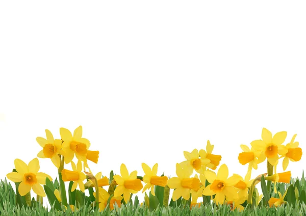 Beyaz arka plan üzerinde izole bahar çiçekleri