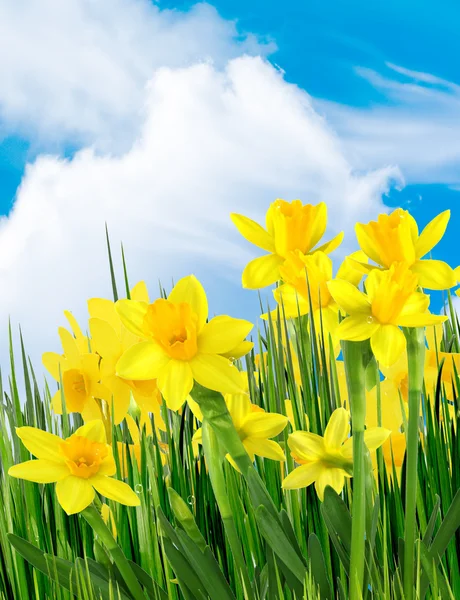 Frühling gelbe Blüten — Stockfoto