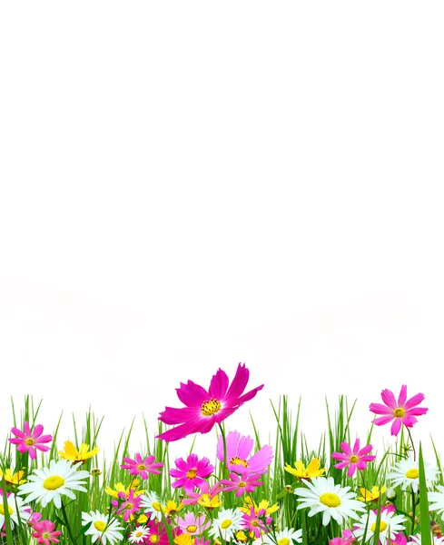 Bahar çiçekleri ve çimenler — Stok fotoğraf