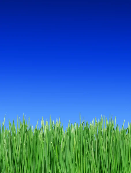 Grama verde contra o fundo do céu — Fotografia de Stock