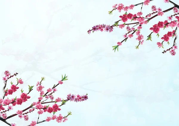 Branche de cerisier avec des fleurs roses — Photo