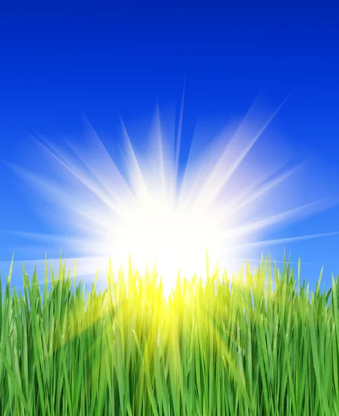Солнечные лучи в зеленой траве — стоковое фото