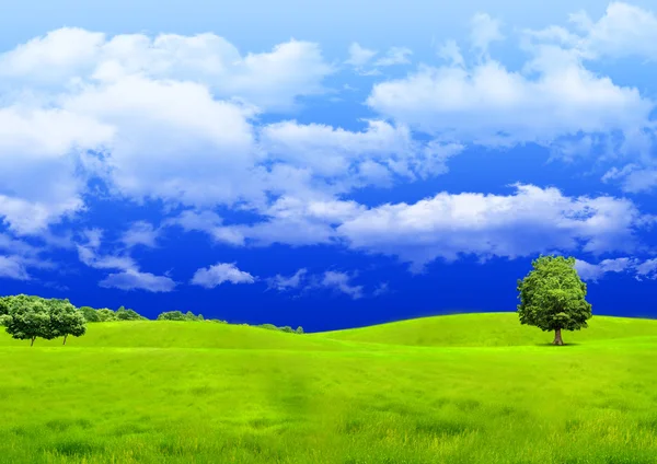 Зеленая поляна — стоковое фото
