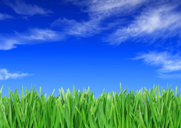 Grönt gräs mot himlen bakgrund — Stockfoto