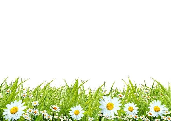 Gräs med vita kamomill — Stockfoto