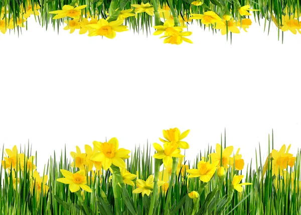 Frühlingsblumen und Gras — Stockfoto