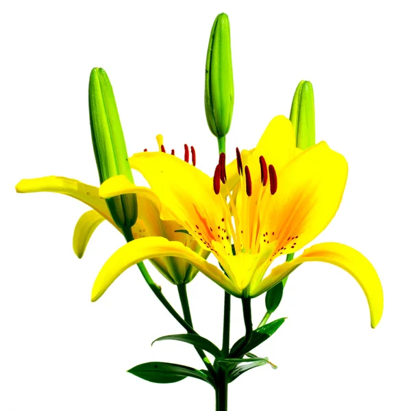 Желтые лилии — стоковое фото