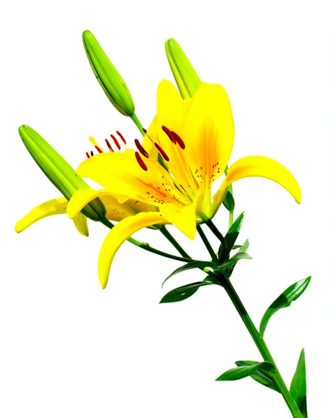 Yellow Lilies — Stock Photo, Image