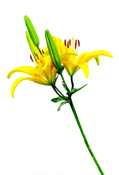 黄色百合花 — 图库照片
