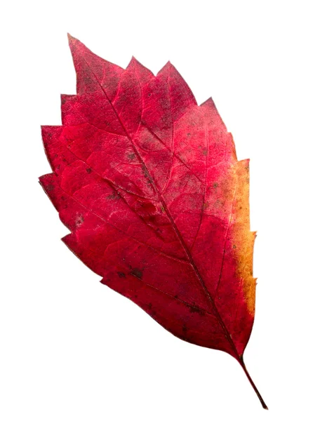 Hösten färgade lämna — Stockfoto