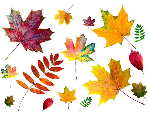 Autumn colored leaves Royalty Free Stock Photos
