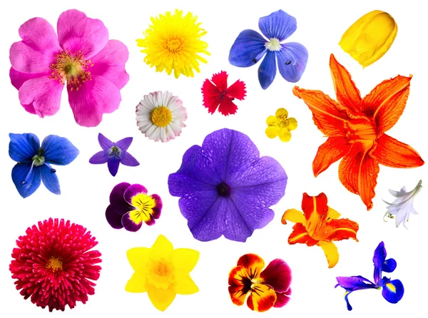 Joukko kukkia tekijänoikeusvapaita valokuvia kuvapankista