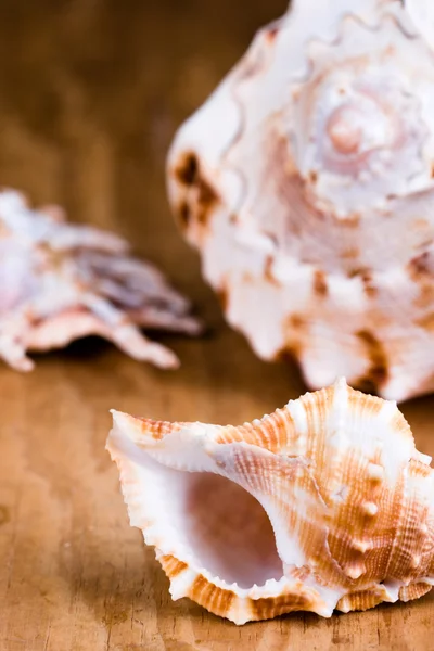 Conchas marinas de primer plano —  Fotos de Stock