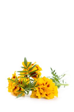 Marigold çiçek