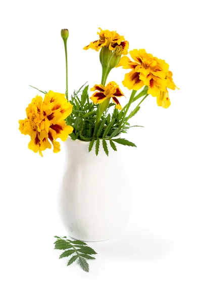 Fiori di calendula in vaso — Foto Stock