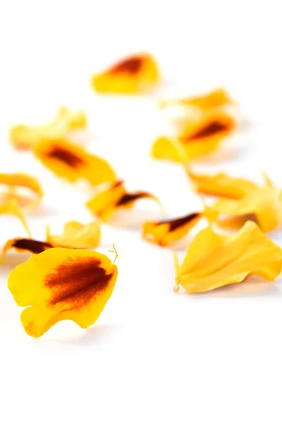 Лепестки цветов Мэриголд — стоковое фото