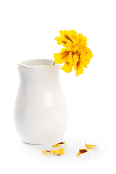 Flor de caléndula en jarrón — Foto de Stock