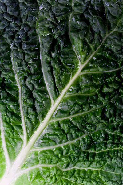 stock image Fresh savoy cabbage leaf