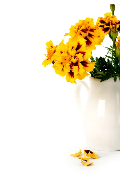 Nagietek kwiaty w wazon — Zdjęcie stockowe