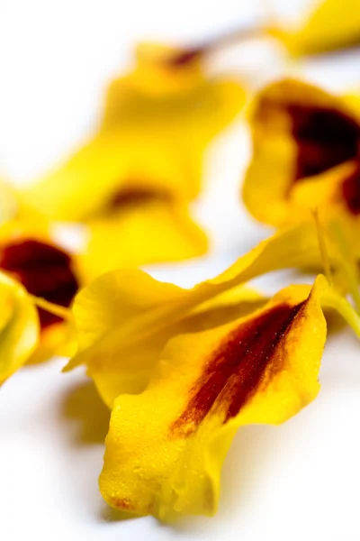 Marigold flowers petals — Stock Photo, Image
