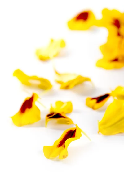 Лепестки цветов Мэриголд — стоковое фото