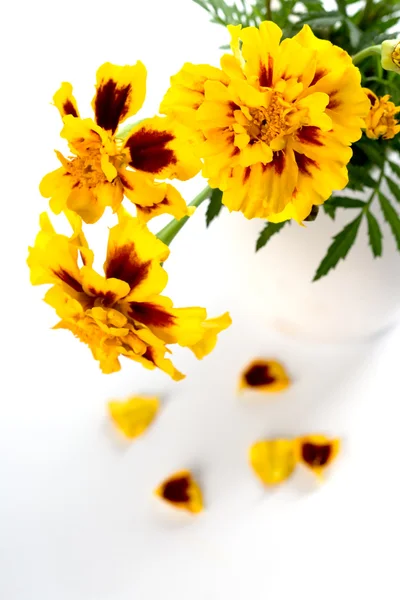 금 잔 화 꽃 — 스톡 사진