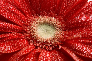 Kırmızı gerbera çiçek