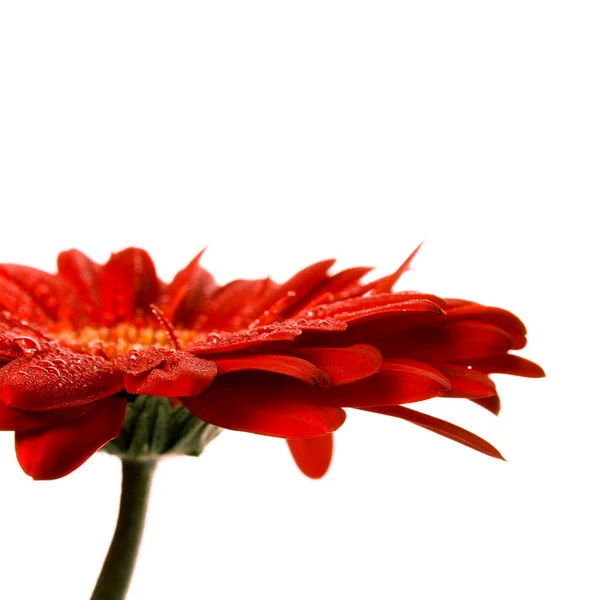 レッド ガーベラの花 — ストック写真