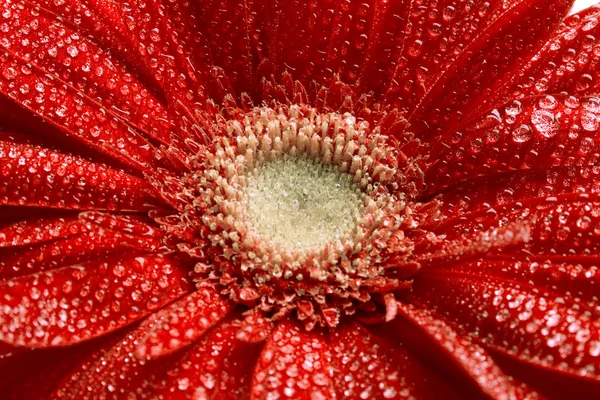 Flor roja de gerberas —  Fotos de Stock