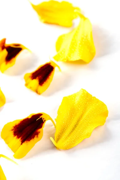 Marigold τα πέταλα λουλουδιών — Φωτογραφία Αρχείου
