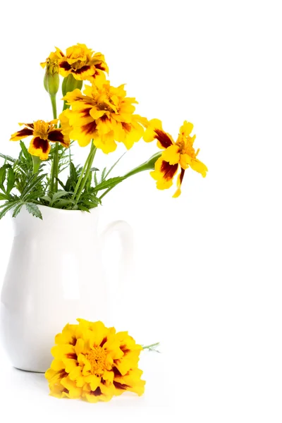 Flores de caléndula en jarrón — Foto de Stock