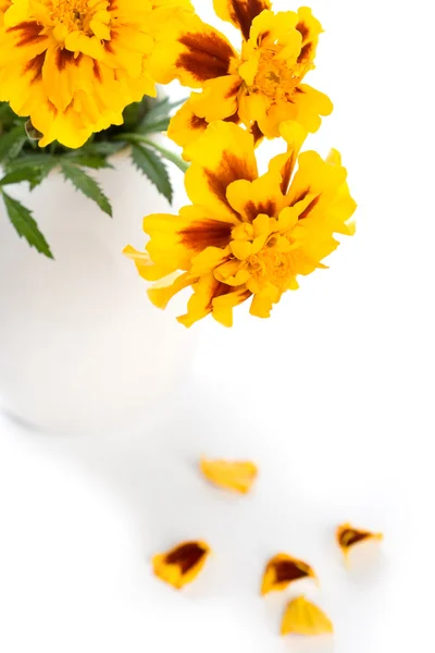 Goudsbloem bloemen in vaas — Stockfoto