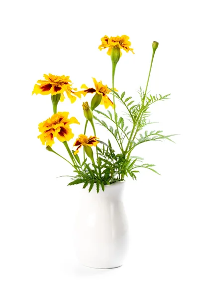Flores de calêndula em vaso — Fotografia de Stock