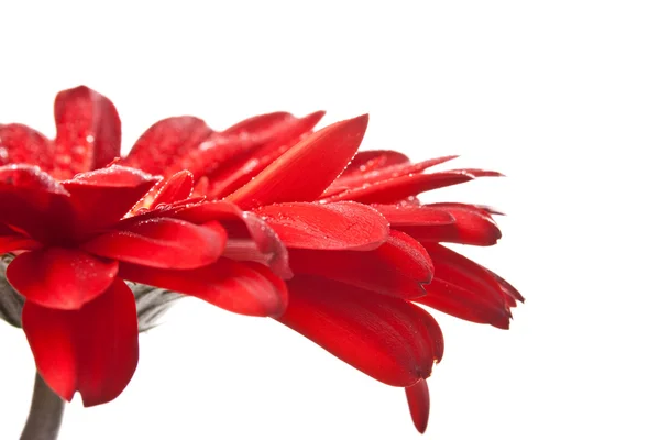 Rote Gerbera Blume Nahaufnahme Auf Weißem Hintergrund — Stockfoto