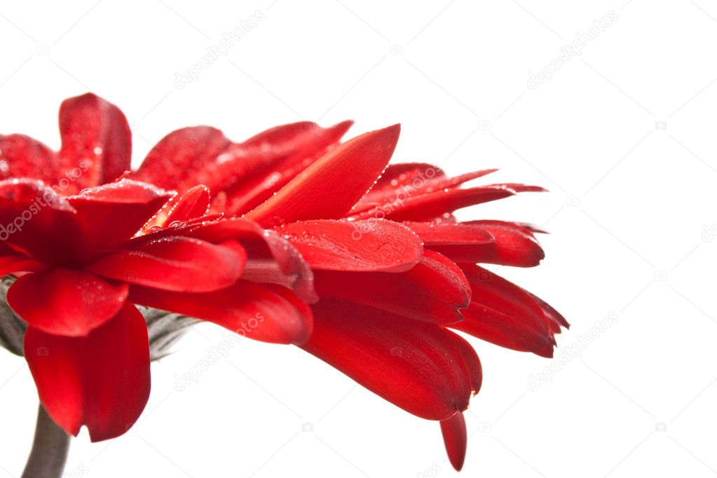 Red gerbera flower closeup on white background