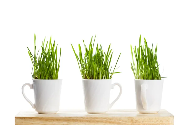 Fresh Green Grass Coffee Cups Isolated White Background Sample Text — Stock Photo, Image