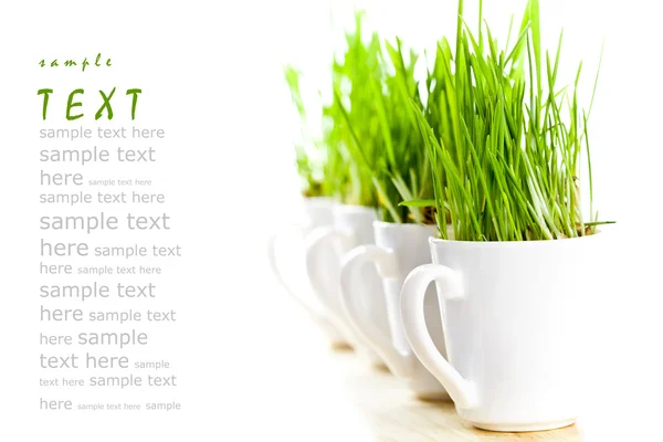 Green grass in coffee cups — Stock Photo, Image