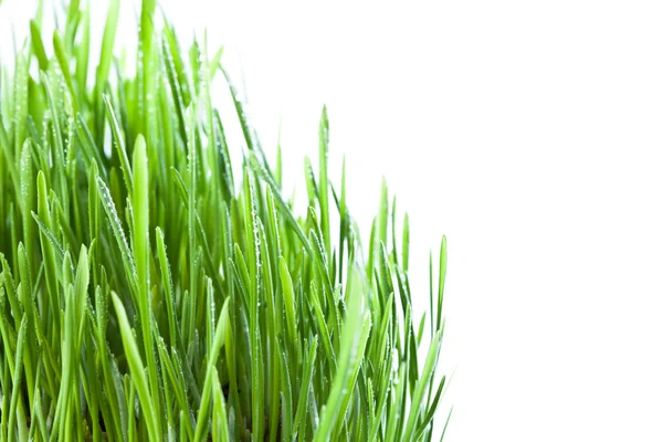 Fresh Wet Grass Closeup Obackgroundn White — Stock Photo, Image