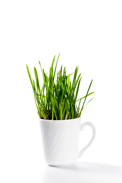 Grama verde fresca em xícara de café — Fotografia de Stock