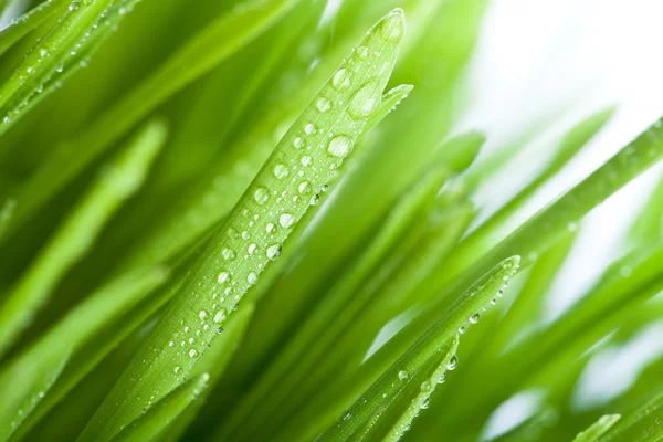 Мокрій траві — стокове фото