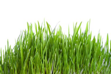 Fresh wet grass clipart