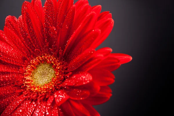 Gerbera Rouge Fleur Avec Gouttes Eau Gros Plan — Photo