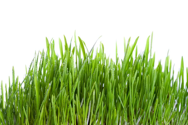 Frisches nasses Gras — Stockfoto