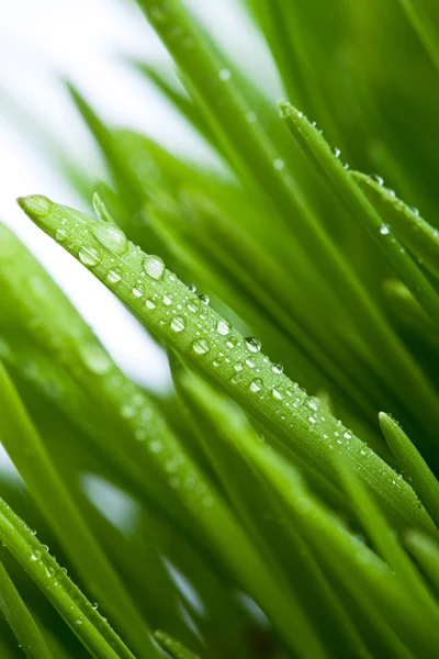 新鮮なぬれた緑の芝生のクローズ アップ — ストック写真