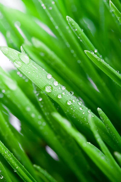 Wet green grass — Stock Photo, Image