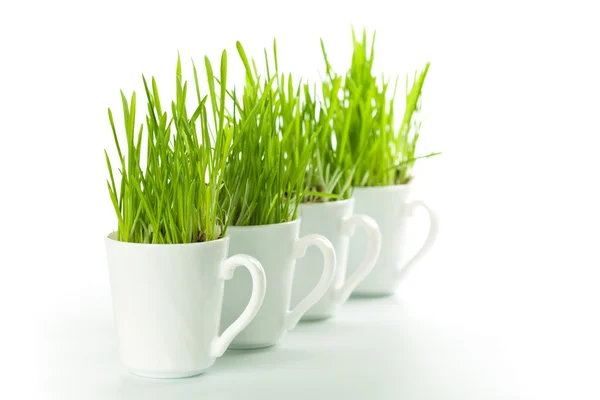 Зеленая трава в кофейных чашках — стоковое фото