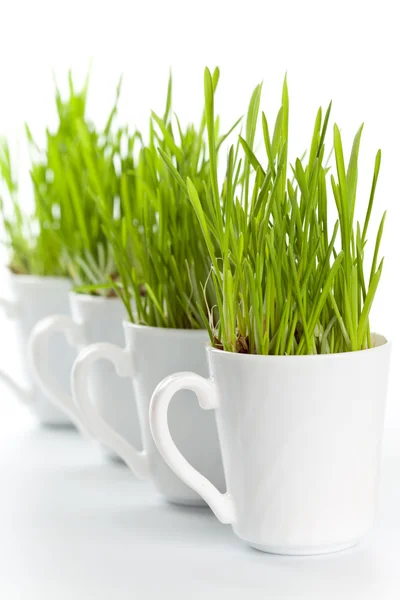 Fresh Green Grass Coffee Cups Closeup White Background — Stock Photo, Image