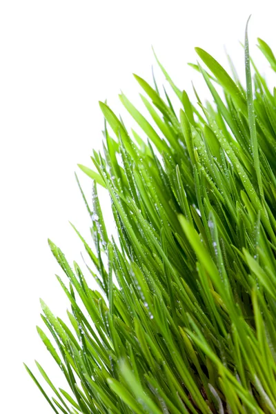 Färska vått gräs — Stockfoto